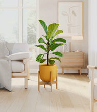 Load image into Gallery viewer, Sunset Orange stand:bamboo