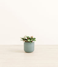 Load image into Gallery viewer, Reactive Aqua*****Profile