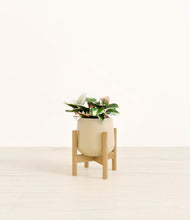 Load image into Gallery viewer, Almond Green stand:bamboo