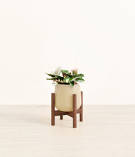 Load image into Gallery viewer, Almond Green stand:walnut