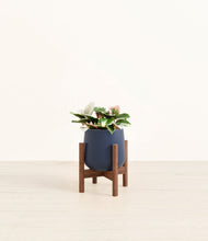 Load image into Gallery viewer, Deep Navy stand:walnut