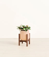 Load image into Gallery viewer, Gentle Pink stand:walnut