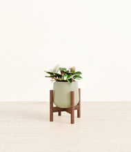 Load image into Gallery viewer, Turquoise stand:walnut