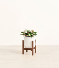 Load image into Gallery viewer, White stand:walnut