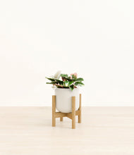 Load image into Gallery viewer, Cotton White stand:bamboo