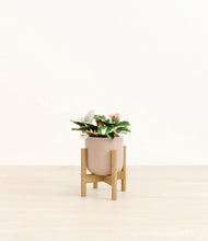 Load image into Gallery viewer, Sandy Pink stand:bamboo