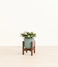 Load image into Gallery viewer, Reactive Aqua stand:walnut