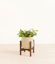 Load image into Gallery viewer, Almond Green stand:walnut