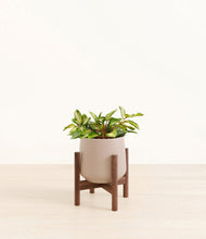 Load image into Gallery viewer, Eternal Gray stand:walnut