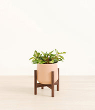 Load image into Gallery viewer, Gentle Pink stand:walnut