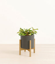 Load image into Gallery viewer, Dark Olive stand:bamboo