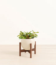 Load image into Gallery viewer, Shiny EggWhite stand:walnut