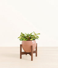 Load image into Gallery viewer, Calm Rose stand:walnut