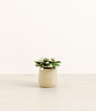 Load image into Gallery viewer, Almond Green*****Profile