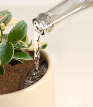 Load image into Gallery viewer, Almond Green stand:all