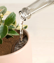 Load image into Gallery viewer, Gentle Pink stand:all