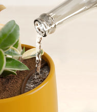 Load image into Gallery viewer, Mustard stand:all