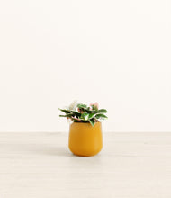 Load image into Gallery viewer, Mustard*****Profile