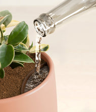 Load image into Gallery viewer, Calm Rose stand:all