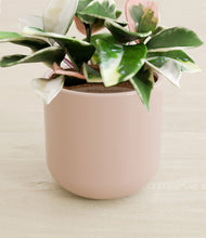 Load image into Gallery viewer, Sandy Pink stand:all