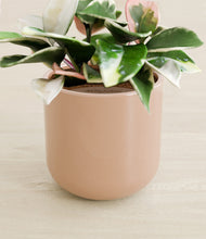 Load image into Gallery viewer, Glossy Pink stand:all