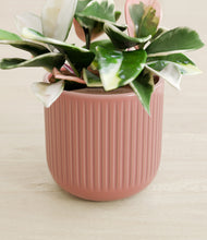Load image into Gallery viewer, Striped Rose Pink stand:all
