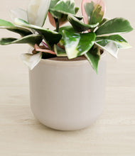 Load image into Gallery viewer, Snowdrift White stand:all