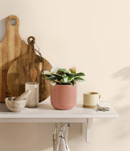 Load image into Gallery viewer, Striped Rose Pink