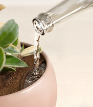 Load image into Gallery viewer, Calm Rose stand:all