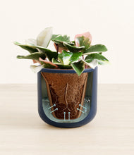 Load image into Gallery viewer, Twilight Blue stand:all