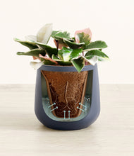 Load image into Gallery viewer, Deep Navy stand:all