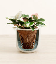 Load image into Gallery viewer, Cotton White stand:all