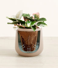 Load image into Gallery viewer, Eternal Gray stand:all