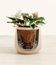 Load image into Gallery viewer, Gentle Pink stand:all