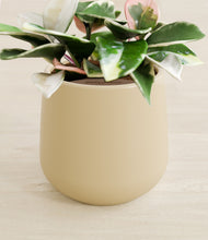 Load image into Gallery viewer, Almond Green stand:all