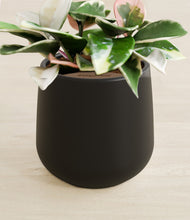 Load image into Gallery viewer, Black stand:all