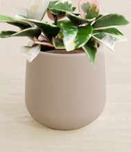 Load image into Gallery viewer, Eternal Gray stand:all