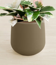 Load image into Gallery viewer, Olive stand:all