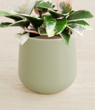 Load image into Gallery viewer, Turquoise stand:all