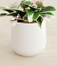 Load image into Gallery viewer, White stand:all