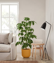 Load image into Gallery viewer, Sunset Orange