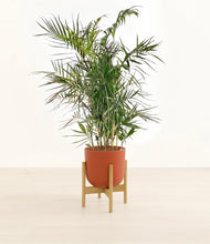 Load image into Gallery viewer, Earth Red stand:bamboo