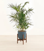 Load image into Gallery viewer, Iron Gray stand:walnut