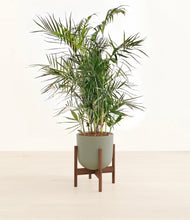Load image into Gallery viewer, Sage Green stand:walnut