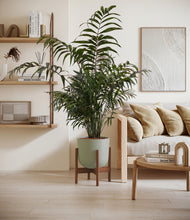 Lade das Bild in den Galerie-Viewer, Sage Green stand:walnut