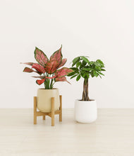 Load image into Gallery viewer, Buttercream stand:one_stand