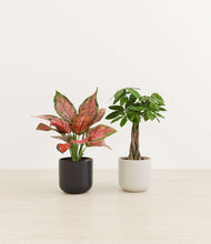 Load image into Gallery viewer, Orca*****Profile