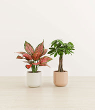 Load image into Gallery viewer, Rose Petal*****Profile