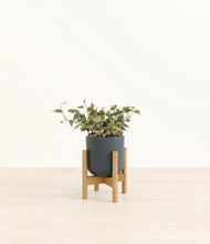 Load image into Gallery viewer, Iron Gray stand:light