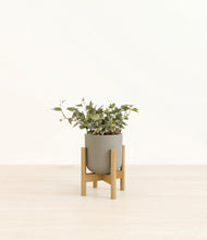 Load image into Gallery viewer, Sage Green stand:light